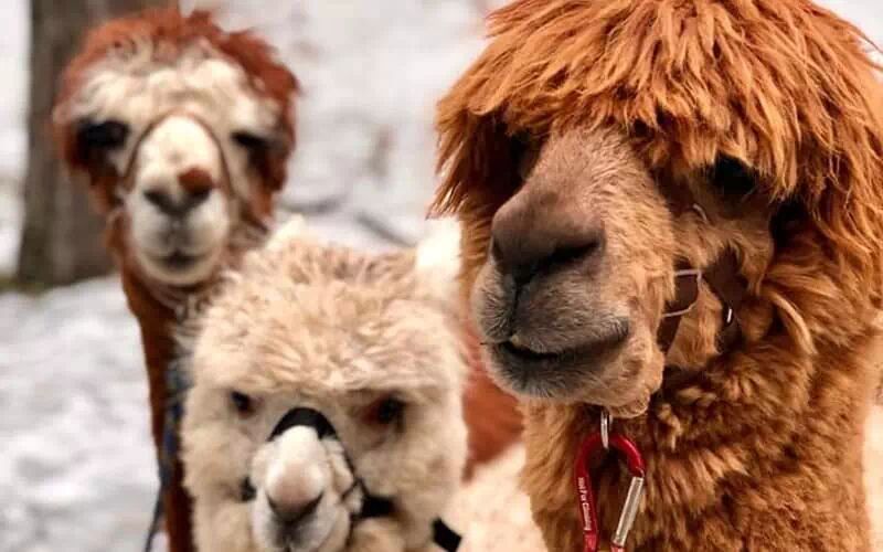 Trekking con alpacas en el Etna