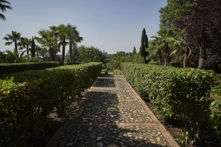 Viale tra le siepi